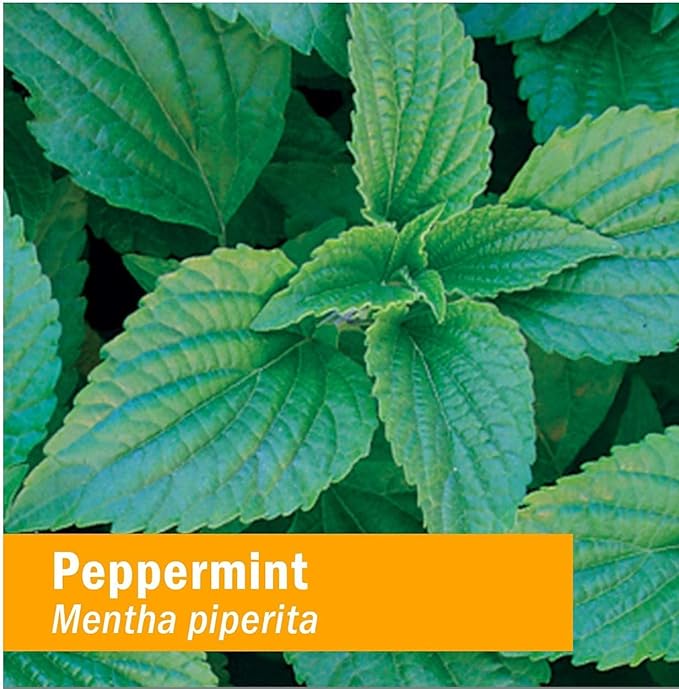 Herb Pharm Certified Organic Peppermint Spirits Liquid Extract Digestive Support Blend - 4 Ounce (DPEP04)