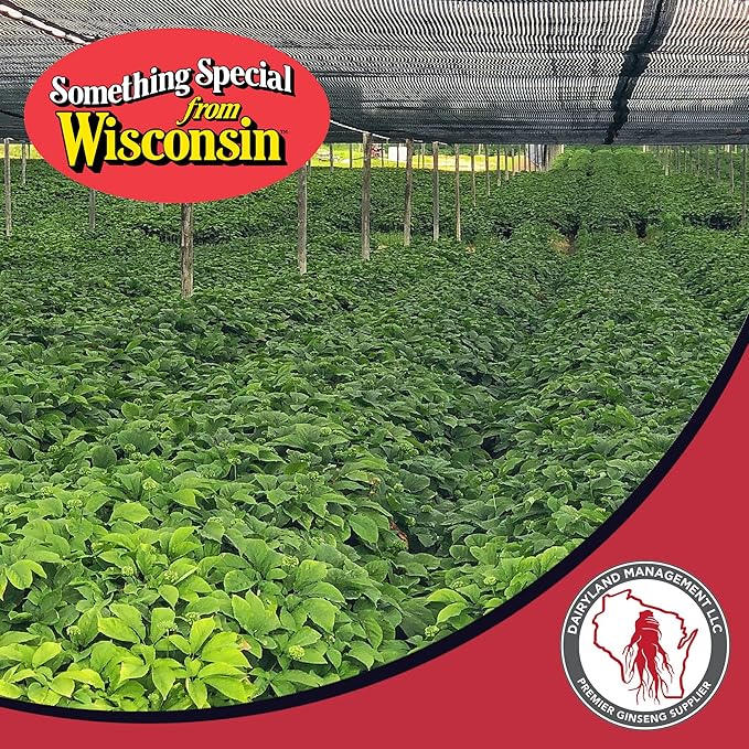 Dairyland American Ginseng Roots and Powder - 8 oz Pack Each of Wisconsin Ginseng – Direct from Farmer to Consumer 西洋参