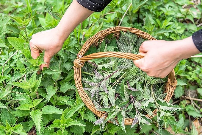 Nettle Tea - 8Oz (REAL WILD HARVEST) | 100% USDA Certified ORGANIC | Loose Leaf (Urtica Dioica aka Stinging Nettle) Cut & Sifted